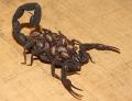 scorpion with babies