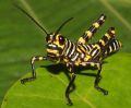 tiger-patterned grasshopper