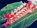 tarchon caterpillar