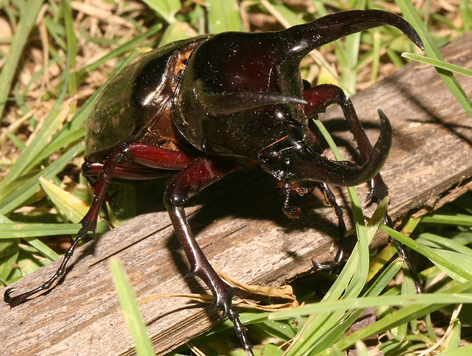 One Horned Beetle