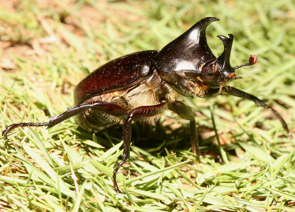 beetles with horns