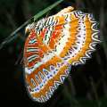 red lacewing butterfly