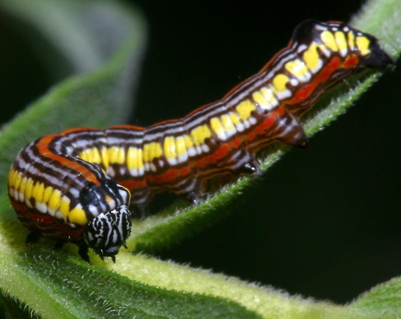 moth caterpillar identification