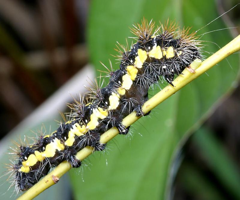 baby black caterpillar with yellow stripes