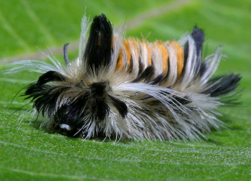 Picture Of Catterpillar