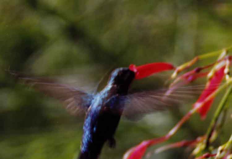 hummingbird in flight (rear view)