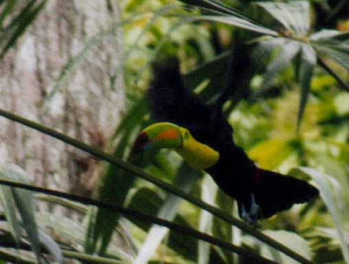 keel-billed toucan taking off from a branch