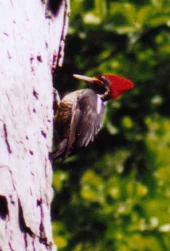 male lineated woodpecker