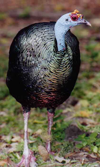 ocellated turkey front view