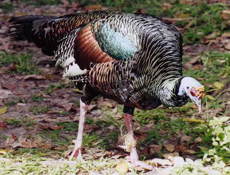 ocellated turkey side view