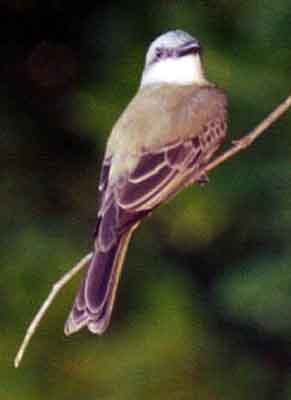 tropical kingbird