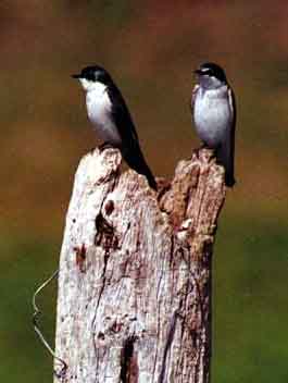 mangrove swallows standing on wooden post