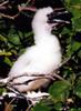 red-footed booby chick