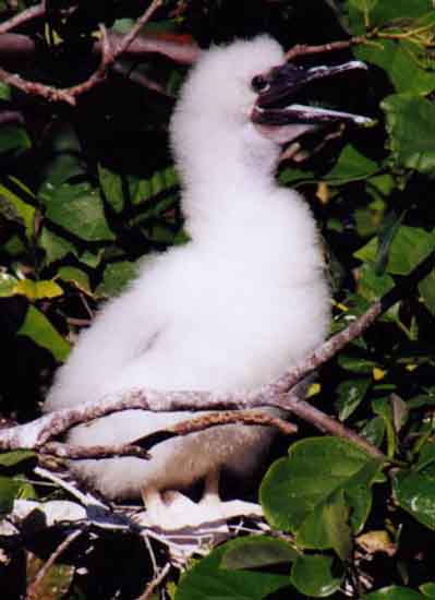 red-footed booby chick