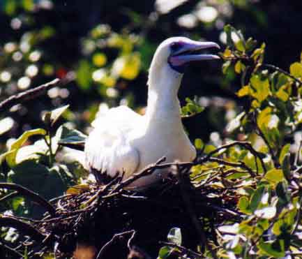 nesting red-footed booby