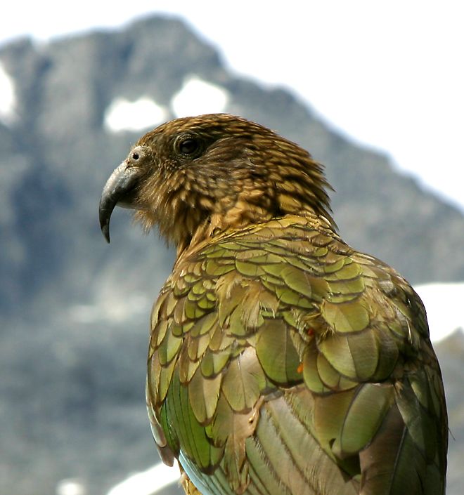 kea   (click here to open a new window with this photo in computer wallpaper format)