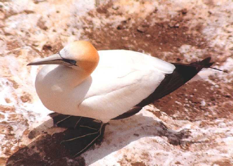 gannet on its own