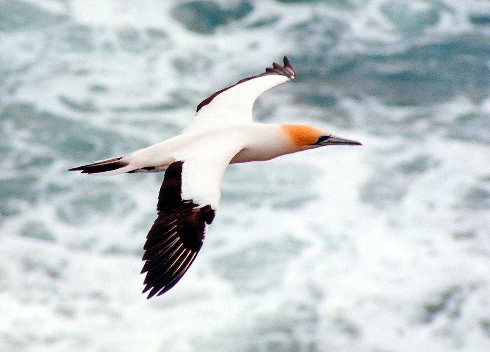 closeup of a gannet gliding above the water