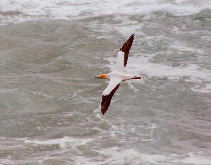 gannet gliding above stormy water