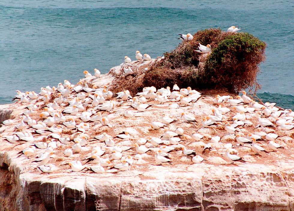 closeup of the gannet colony nesting rock