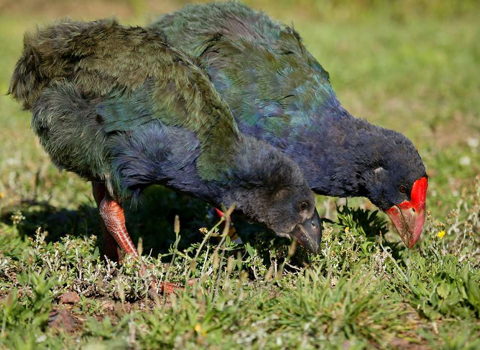 takahe mother feeding a chick