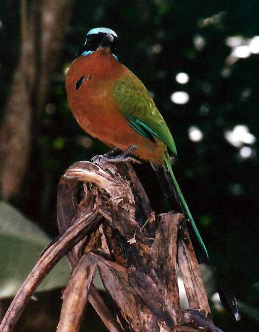 Blue-Crowned Motmot perched on a dead banana plant