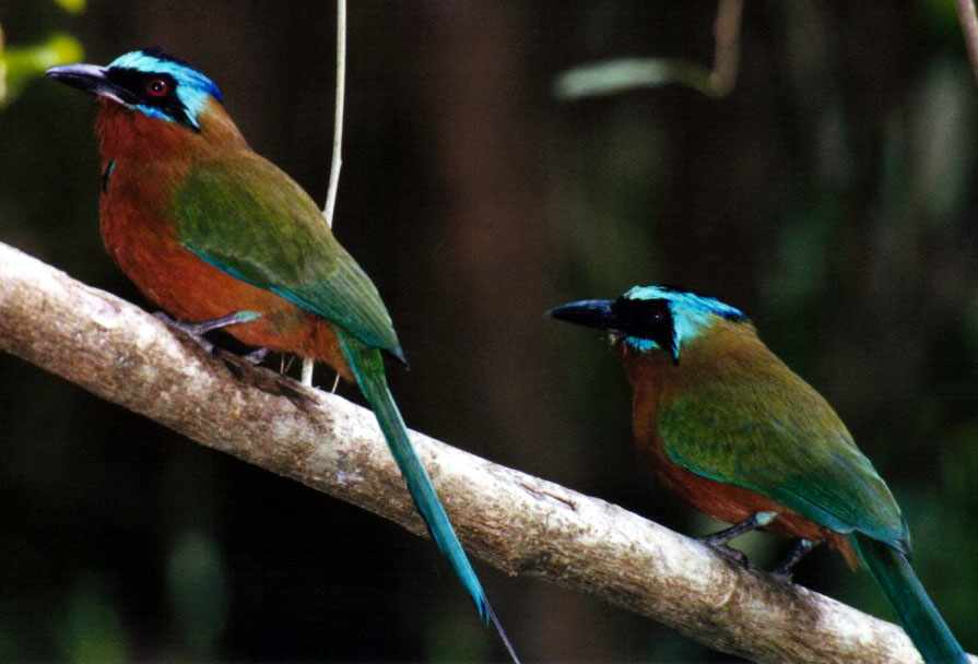 closeup of two motmots together on a branch