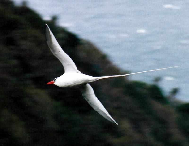 red-billed tropicbird banking above land and sea