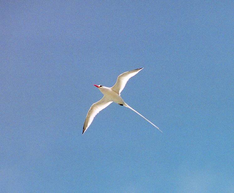red-billed tropicbird  flying high overhead