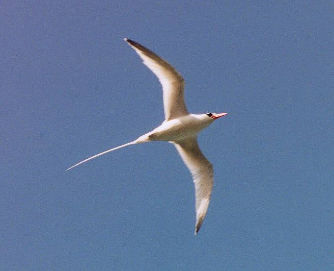 red-billed tropicbird soaring above