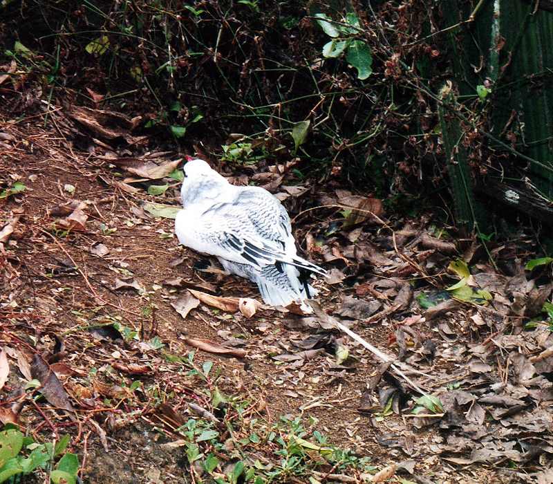 red-billed tropicbird stumbling along the ground