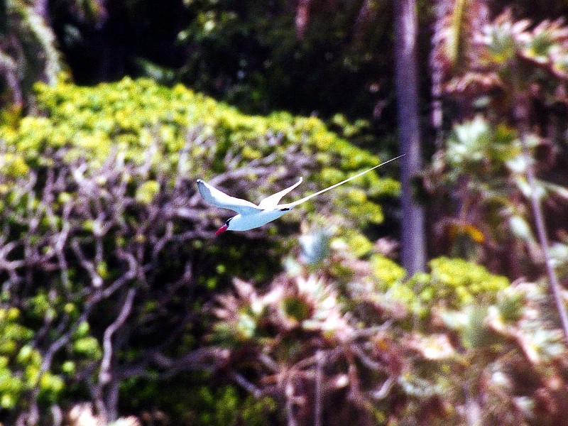 red-billed tropicbird diving against forest background