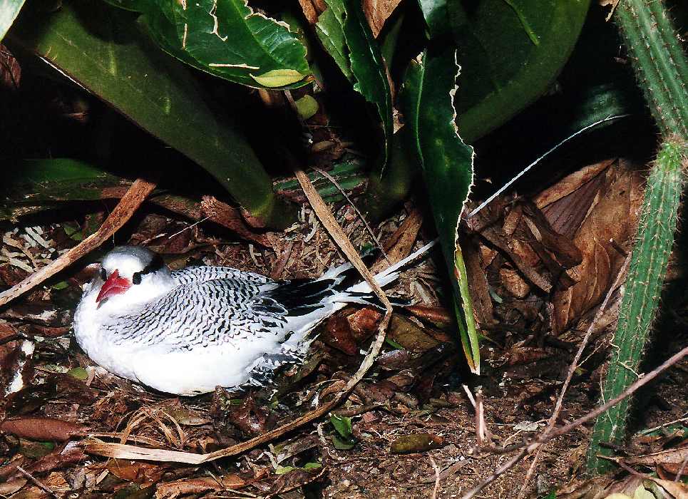 red-billed tropicbird sitting on a nest