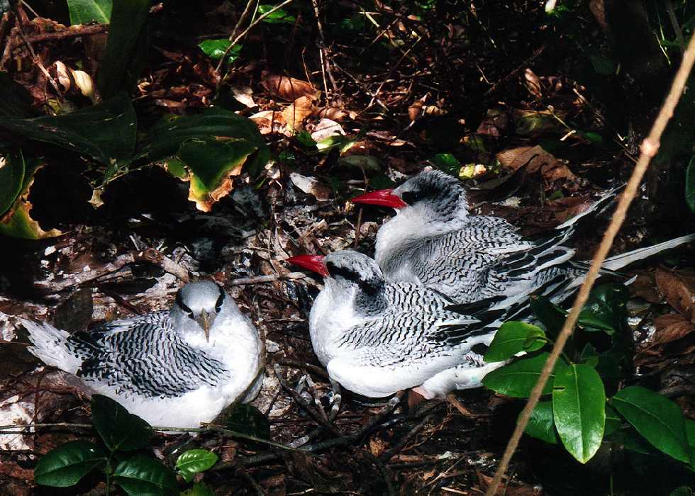 three red-billed tropicbirds at a nest