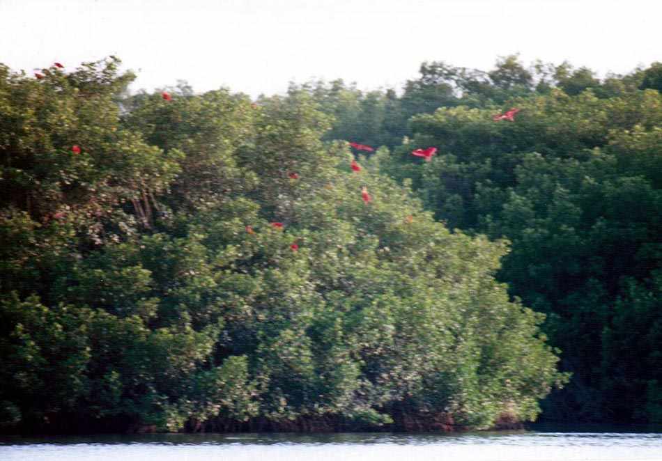 the roosting tree with about 10 scarlet ibises