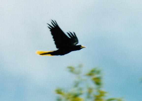oropendola in flight