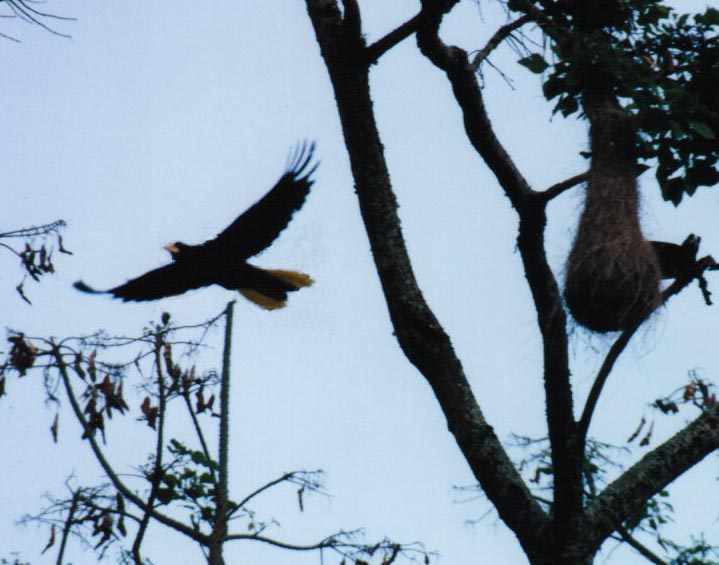 oropendola flying away from its nest