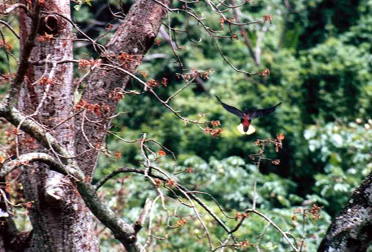 oropendola swooping upwards to land in a tree