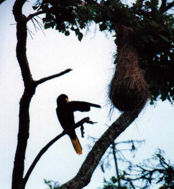 male preening on branch next to nest