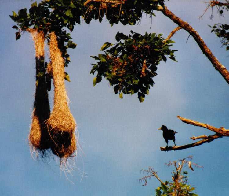 oropendola standing on a branch looking at three hanging nests