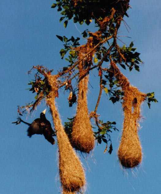 male Crested Oropendola climbing up the nest