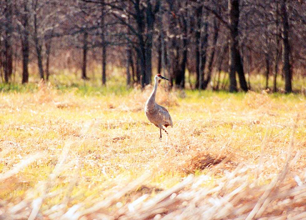 sandhill crane from the front