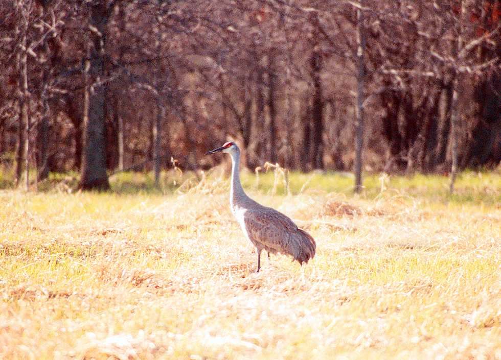 sandhill crane from the side