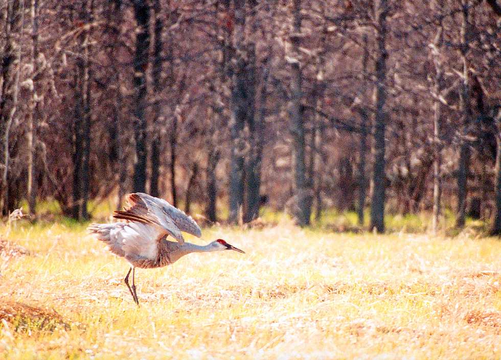 sandhill crane stretching and fluffing itself up