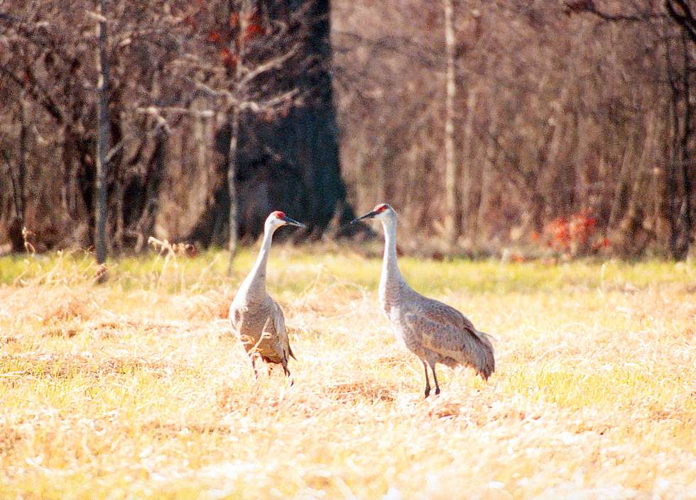 two sandhill cranes standing together