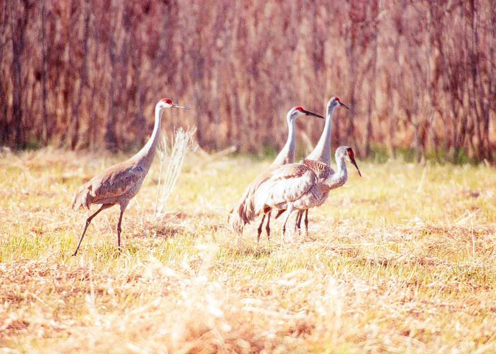 four sandhill cranes with one fluffing up ready to fly away