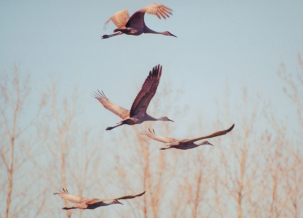 four sandhill cranes flying