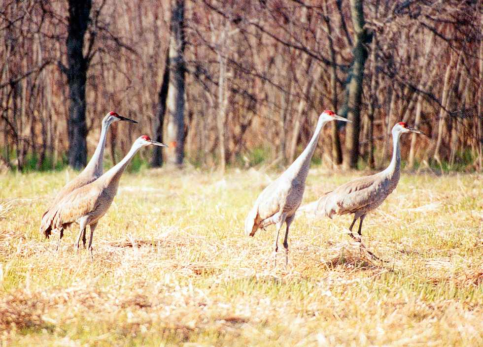four sandhill cranes standing around in a loose group