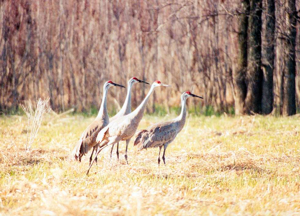 four sandhill cranes in a tight group