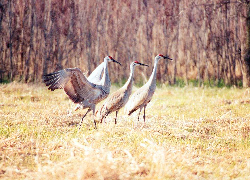three sandhill cranes with one stretching its wings out fully